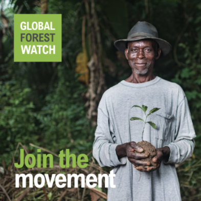 Branch Out with the Global Forest Watch