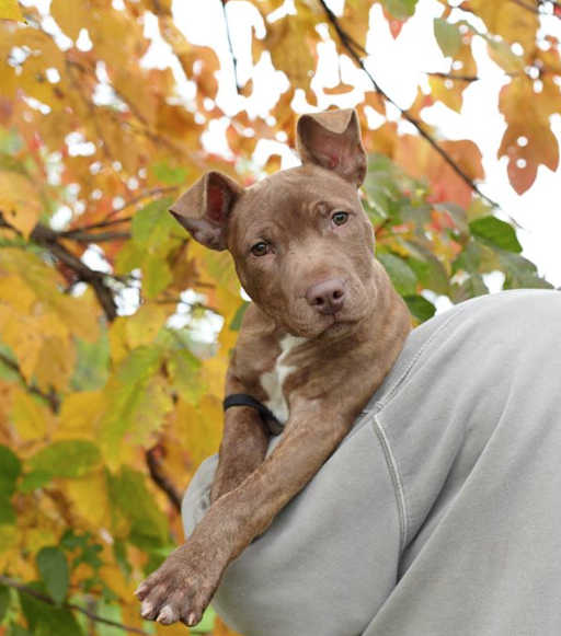 Kissed By A Pit is a Charity Challenge with a Hint of Slobber