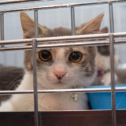 Busted: Animal Welfare Charity Caught Misallocating Resources