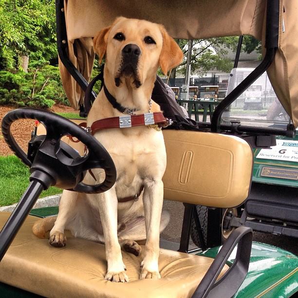 Guiding eyes for the blind