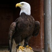 UK Charity Wants to Outlaw Tethering Birds of Prey